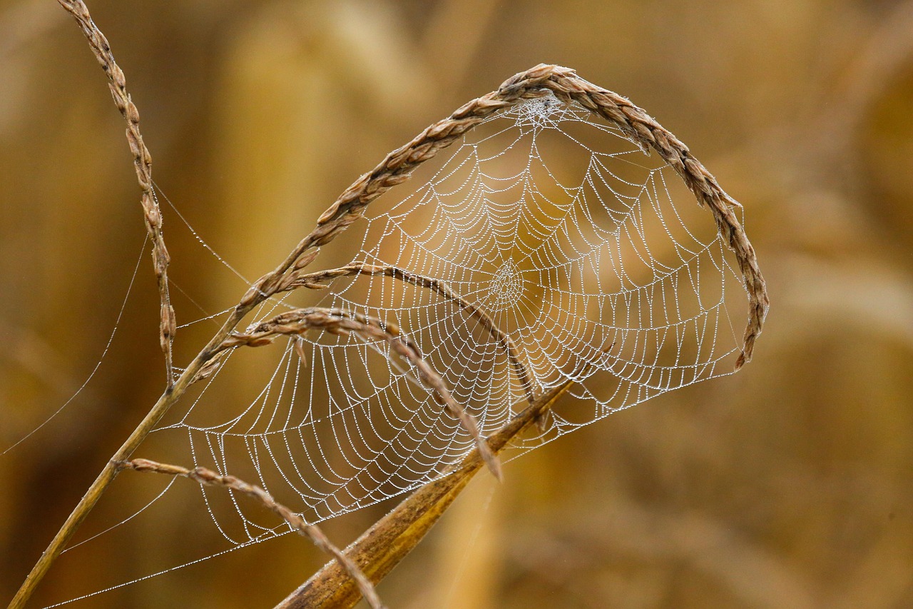 BraZetsu and the Commoditization of Initial Access: Why $5.80 Buys Your Network