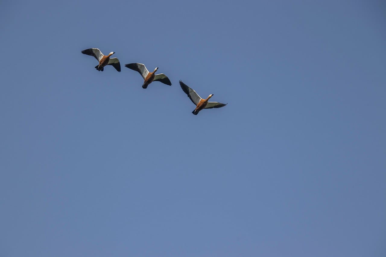 Exchange Online EWS Disablement: A Migration Crisis Hiding in Plain Sight