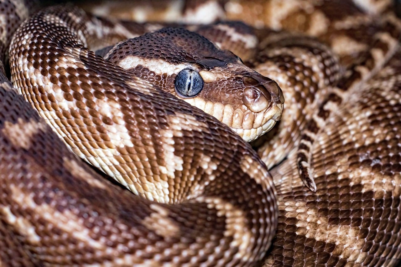 Pillow 13.0.0 Fixes Critical RCE Flaws — Is Your Python Stack Patched?
